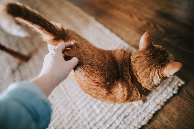 The Advantages Of Renting With Your Pet